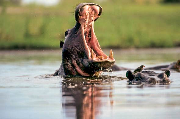 Lake Baringo Guide